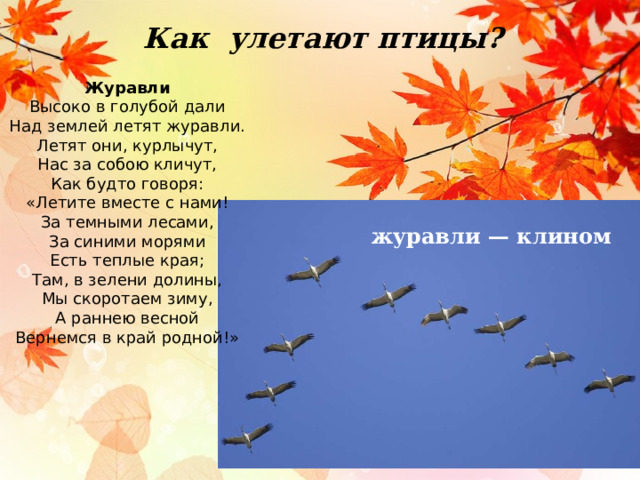 Как улетают птицы? Журавли Высоко в голубой дали Над землей летят журавли. Летят они, курлычут, Нас за собою кличут, Как будто говоря: «Летите вместе с нами! За темными лесами, За синими морями Есть теплые края; Там, в зелени долины, Мы скоротаем зиму, А раннею весной Вернемся в край родной!» журавли — клином  