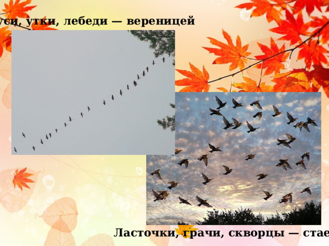 Гуси, утки, лебеди — вереницей  Ласточки, грачи, скворцы — стаей 