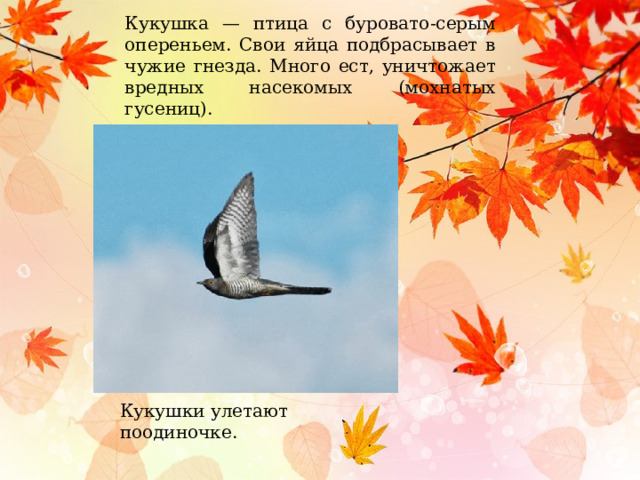 Кукушка — птица с буровато-серым опереньем. Свои яйца подбрасывает в чужие гнезда. Много ест, уничтожает вредных насекомых (мохнатых гусениц). Кукушки улетают поодиночке.  