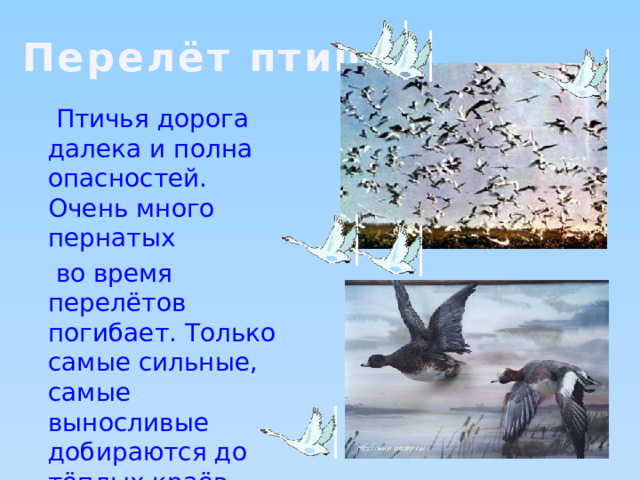 Перелёт птиц  Птичья дорога далека и полна опасностей. Очень много пернатых  во время перелётов погибает. Только самые сильные, самые выносливые добираются до тёплых краёв. 