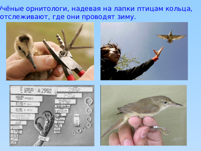 Учёные орнитологи, надевая на лапки птицам кольца,  отслеживают, где они проводят зиму. 