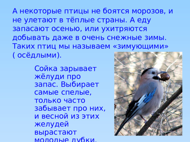 А некоторые птицы не боятся морозов, и не улетают в тёплые страны. А еду запасают осенью, или ухитряются добывать даже в очень снежные зимы. Таких птиц мы называем «зимующими» ( осёдлыми).  Сойка зарывает жёлуди про запас. Выбирает самые спелые, только часто забывает про них, и весной из этих желудей вырастают молодые дубки. 