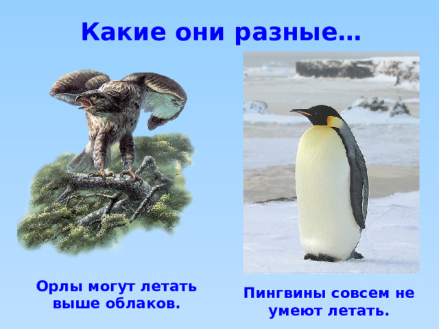 Какие они разные… Орлы могут летать выше облаков. Пингвины совсем не умеют летать. 