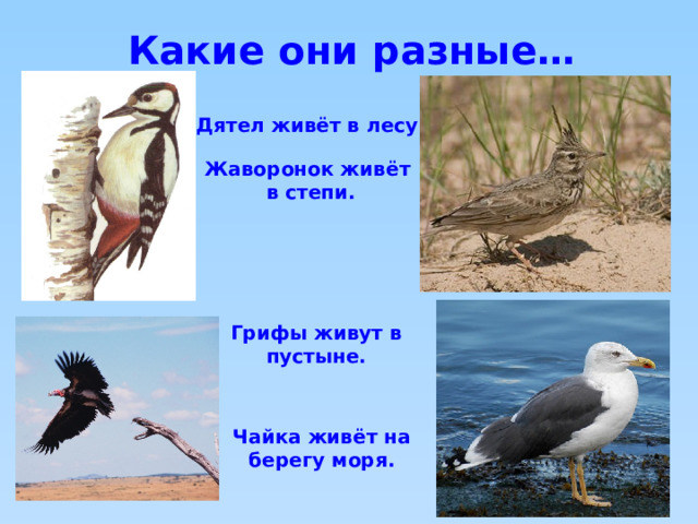 Какие они разные… Дятел живёт в лесу. Жаворонок живёт в степи. Грифы живут в пустыне. Чайка живёт на берегу моря. 