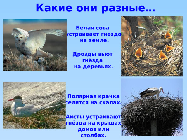Какие они разные… Белая сова устраивает гнездо  на земле. Дрозды вьют гнёзда на деревьях. Полярная крачка селится на скалах. Аисты устраивают гнёзда на крышах домов или столбах. 