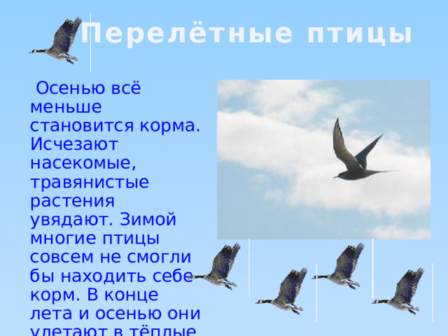 Перелётные птицы  Осенью всё меньше становится корма. Исчезают насекомые, травянистые растения увядают. Зимой многие птицы совсем не смогли бы находить себе корм. В конце лета и осенью они улетают в тёплые края. 