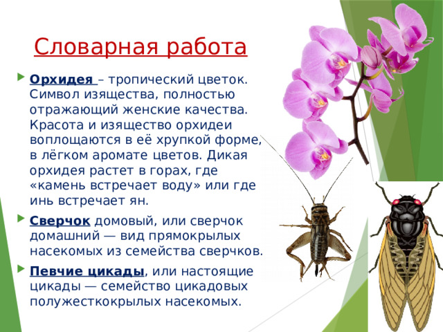 Словарная работа Орхидея – тропический цветок. Символ изящества, полностью отражающий женские качества. Красота и изящество орхидеи воплощаются в её хрупкой форме, в лёгком аромате цветов. Дикая орхидея растет в горах, где «камень встречает воду» или где инь встречает ян. Сверчок домовый, или сверчок домашний — вид прямокрылых насекомых из семейства сверчков. Певчие цикады , или настоящие цикады — семейство цикадовых полужесткокрылых насекомых. 