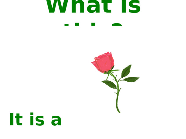 What is this? It is a… 