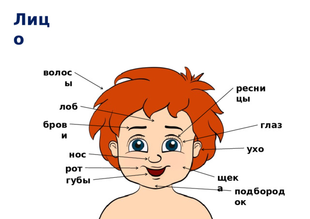 Лицо волосы ресницы лоб брови глаз ухо нос рот щека губы подбородок 