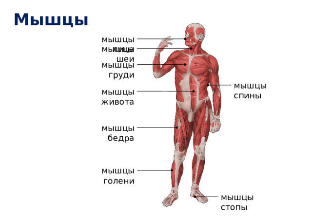 Мышцы мышцы лица мышцы шеи мышцы груди мышцы спины мышцы живота мышцы бедра мышцы голени мышцы стопы 