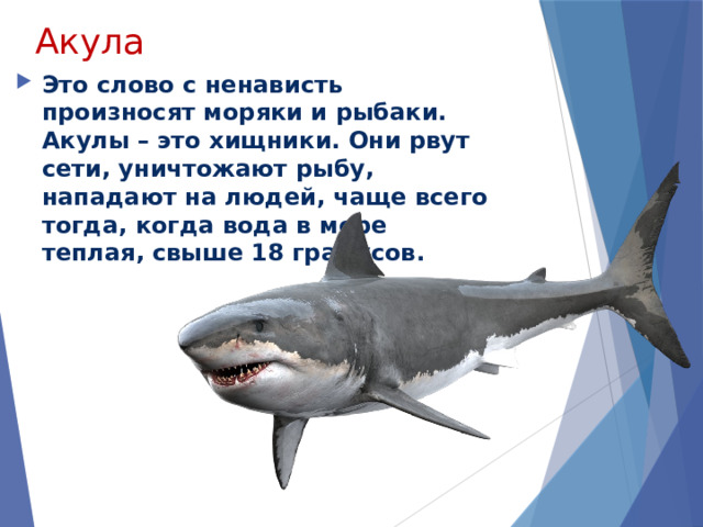 Акула Это слово с ненависть произносят моряки и рыбаки. Акулы – это хищники. Они рвут сети, уничтожают рыбу, нападают на людей, чаще всего тогда, когда вода в море теплая, свыше 18 градусов. 