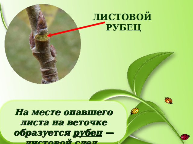 ЛИСТОВОЙ РУБЕЦ На месте опавшего листа на веточке образуется рубец — листовой след . 
