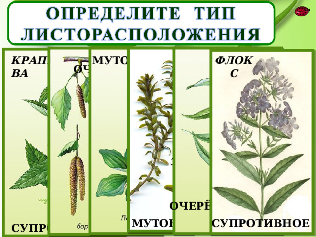 КРАПИВА МУТОВЧАТОЕ ФЛОКС ОЧЕРЁДНОЕ ОЧЕРЁДНОЕ МУТОВЧАТОЕ СУПРОТИВНОЕ СУПРОТИВНОЕ 