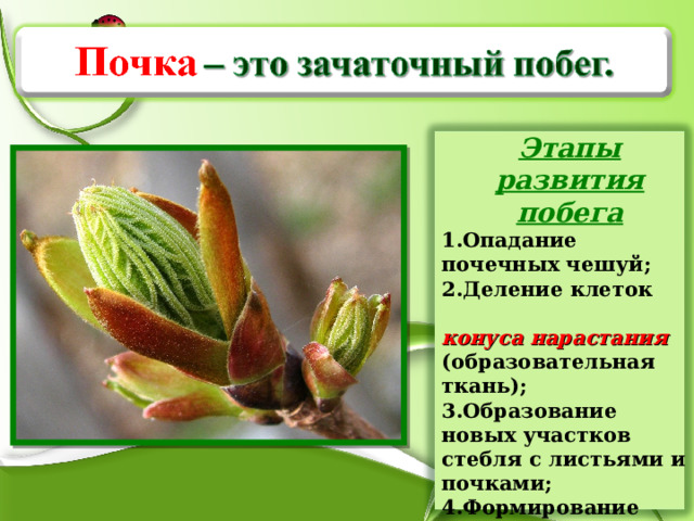 Этапы развития побега Опадание почечных чешуй; Деление клеток конуса нарастания (образовательная ткань); Образование новых участков стебля с листьями и почками; Формирование покровной, основной, механической и проводящей тканей нового побега.  