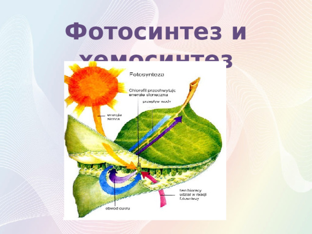 Фотосинтез и хемосинтез 