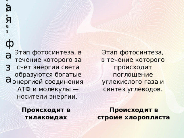 Фотосинтез Световая фаза Этап фотосинтеза, в течение которого за счет энергии света образуются богатые энергией соединения АТФ и молекулы — носители энергии. Этап фотосинтеза, в течение которого происходит поглощение углекислого газа и синтез углеводов. Происходит в тилакоидах Происходит в строме хлоропласта 