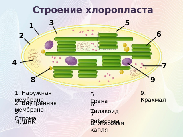 Строение хлоропласта 5 3 1 6 2 4 7 8 9 1. Наружная мембрана 9. Крахмал 5. Грана 2. Внутренняя мембрана 6. Тилакоид 3. Строма 7. Рибосомы 4. ДНК 8. Жировая капля 