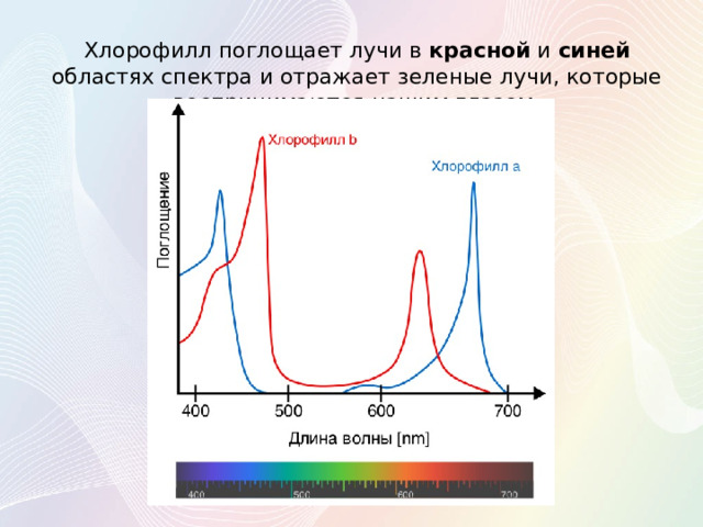 Хлорофилл поглощает лучи в красной и синей областях спектра и отражает зеленые лучи, которые воспринимаются нашим глазом. 