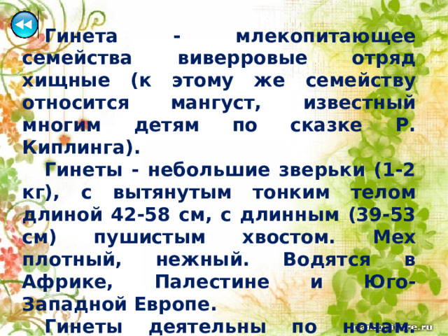  Гинета - млекопитающее семейства виверровые отряд хищные (к этому же семейству относится мангуст, известный многим детям по сказке Р. Киплинга).  Гинеты - небольшие зверьки (1-2 кг), с вытянутым тонким телом длиной 42-58 см, с длинным (39-53 см) пушистым хвостом. Мех плотный, нежный. Водятся в Африке, Палестине и Юго-Западной Европе.  Гинеты деятельны по ночам. Хорошо лазают и охотятся как в кронах деревьев, так и на земле; ловят птиц, пресмыкающихся, насекомых. 