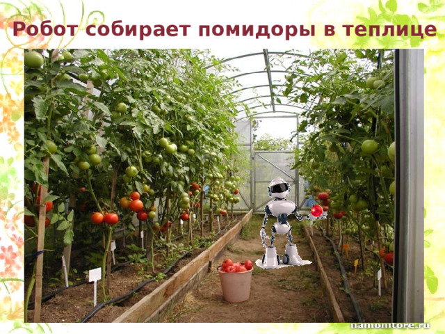 Робот собирает помидоры в теплице 