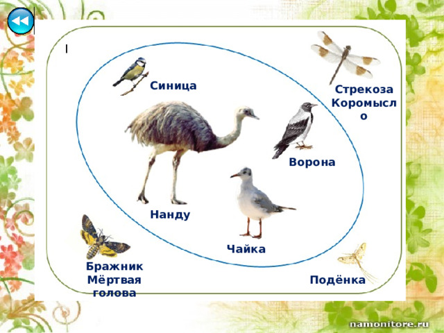 Синица Стрекоза Коромысло Ворона Нанду Чайка Бражник Мёртвая голова Подёнка 