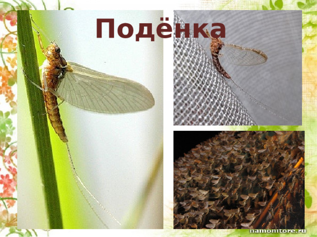  Подёнка 