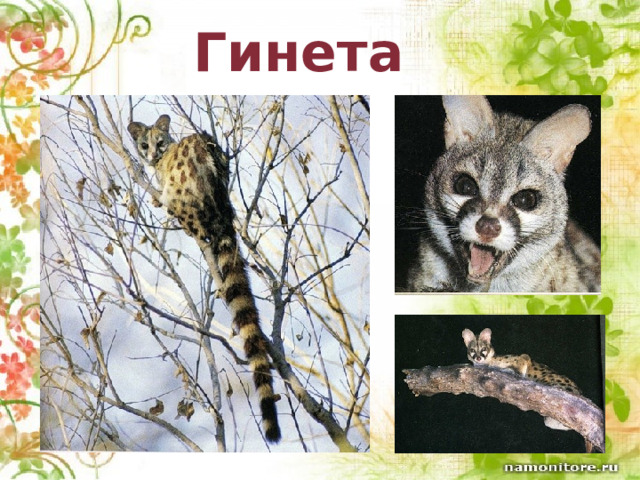 Гинета  
