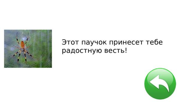 Этот паучок принесет тебе радостную весть! 