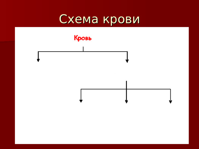 Схема крови 