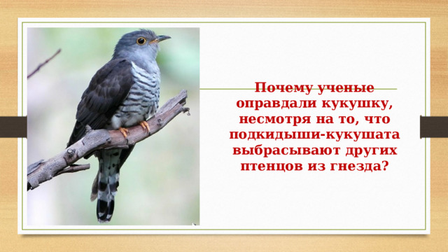 Почему ученые оправдали кукушку, несмотря на то, что подкидыши-кукушата выбрасывают других птенцов из гнезда? 