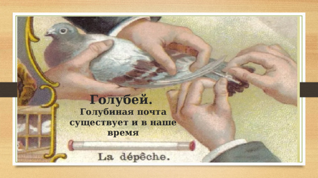 Голубей.  Голубиная почта существует и в наше время 