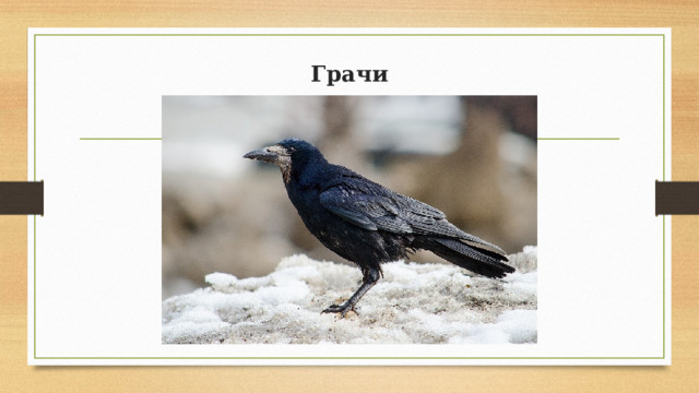 Грачи 