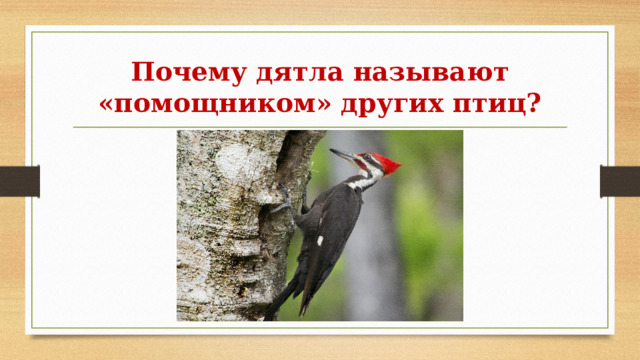 Почему дятла называют «помощником» других птиц? 