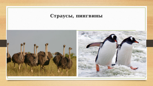 Страусы, пингвины 