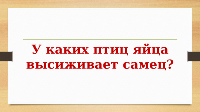У каких птиц яйца высиживает самец? 