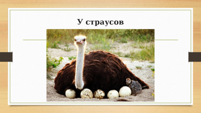 У страусов 