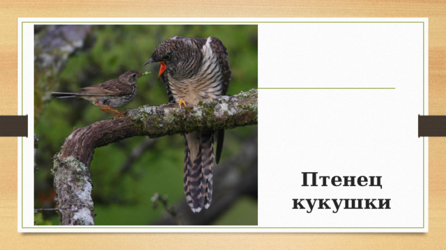Птенец кукушки 