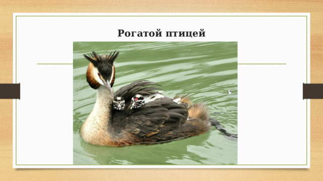 Рогатой птицей 