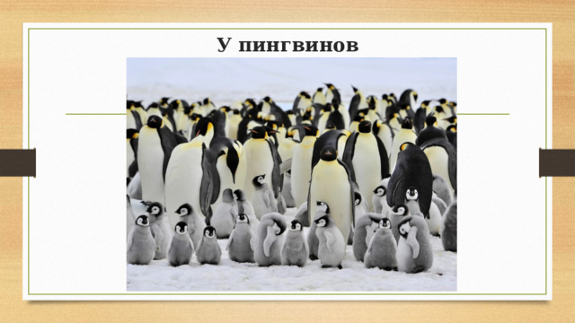 У пингвинов 