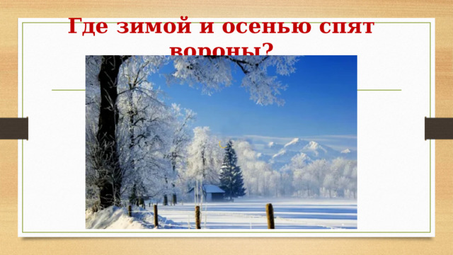 Где зимой и осенью спят вороны? 