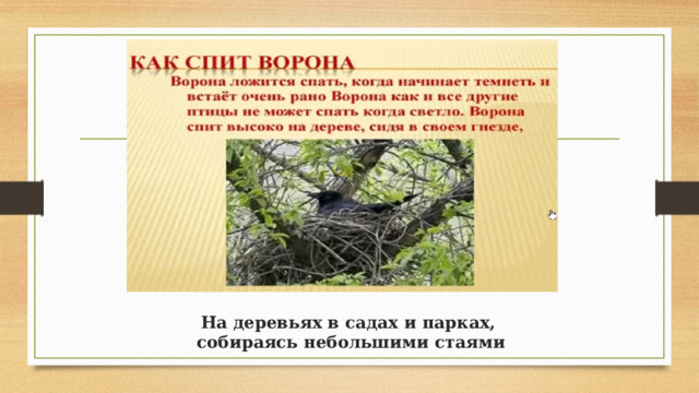 На деревьях в садах и парках,  собираясь небольшими стаями 