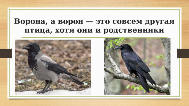 Ворона, а ворон — это совсем другая птица, хотя они и родственники 