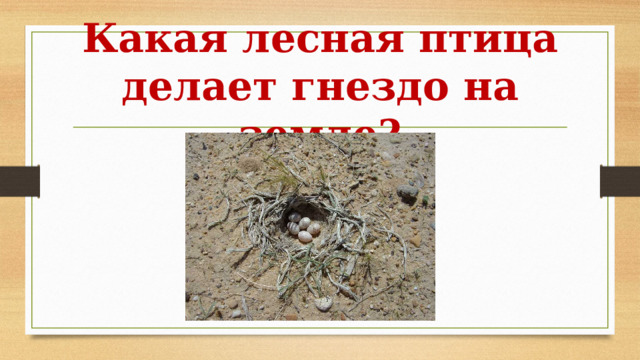 Какая лесная птица делает гнездо на земле? 