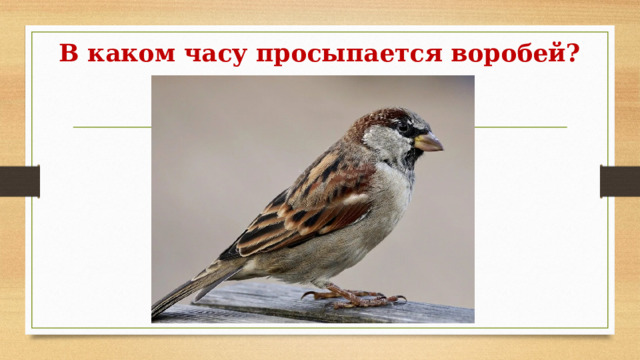 В каком часу просыпается воробей? 