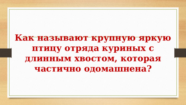Как называют крупную яркую птицу отряда куриных с длинным хвостом, которая частично одомашнена? 