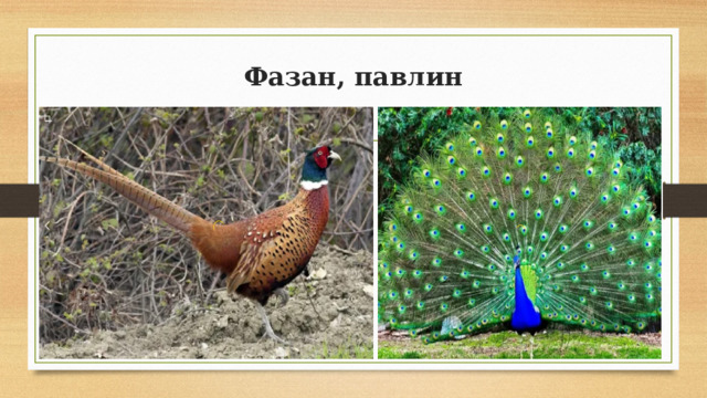 Фазан, павлин 