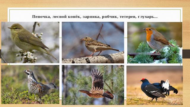 Пеночка, лесной конёк, зарянка, рябчик, тетерев, глухарь...   