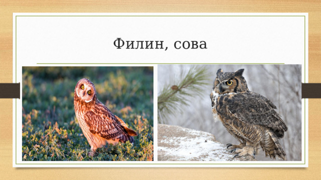 Филин, сова 
