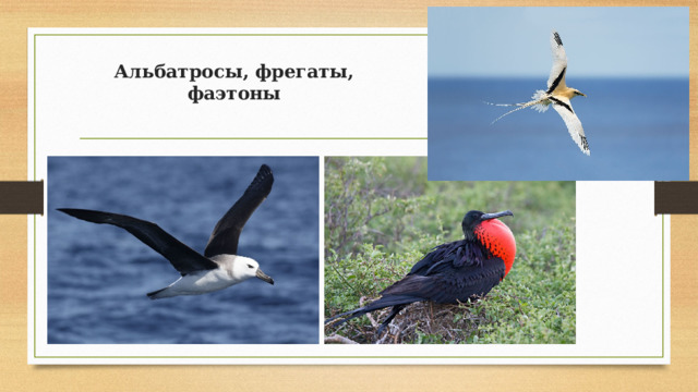 Альбатросы, фрегаты, фаэтоны 