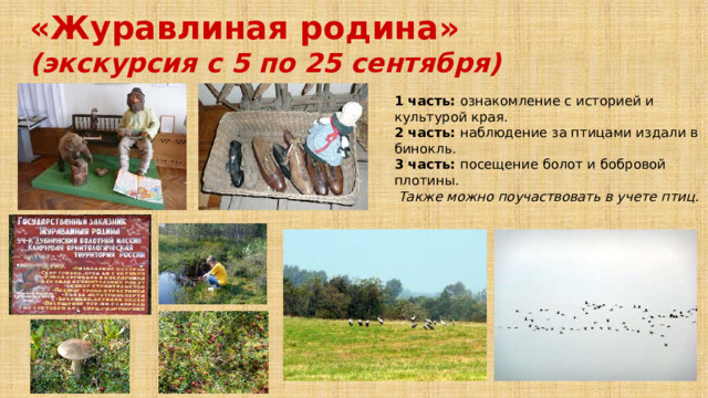 «Журавлиная родина» (экскурсия с 5 по 25 сентября) 1 часть: ознакомление с историей и культурой края. 2 часть: наблюдение за птицами издали в бинокль. 3 часть: посещение болот и бобровой плотины. Также можно поучаствовать в учете птиц. 
